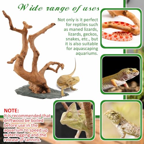 AceOrbit Large Driftwood for Aquarium, 8.5-11.5 Inch Spider Wood on Slate Stone, Natural Spiderwood Aquarium Driftwood Aquascaping Wood for Reptile Enclosure, Terrarium, Reptile Tank, Fish Tank Decor