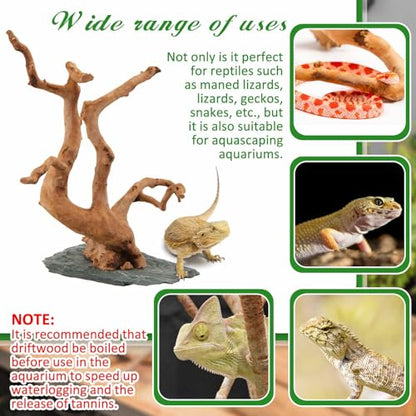 AceOrbit Large Driftwood for Aquarium, 8.5-11.5 Inch Spider Wood on Slate Stone, Natural Spiderwood Aquarium Driftwood Aquascaping Wood for Reptile Enclosure, Terrarium, Reptile Tank, Fish Tank Decor