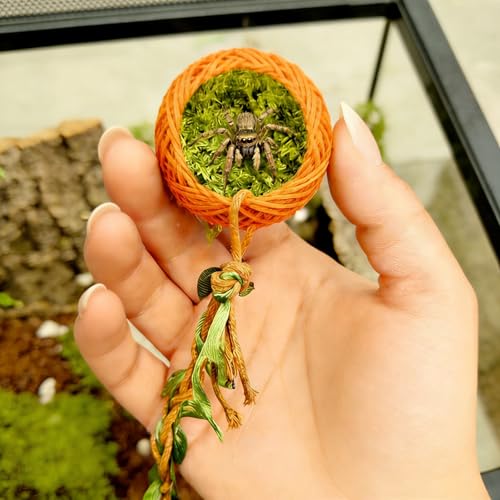 Jumping Spider Rope Bridge Jumping Spider Hides Enclosure Accessories | A Solid Wood Climbing Suspension Bridge, a Spider Jump Platform, Used As a Decorative Accessory for Small Reptile Enclosures