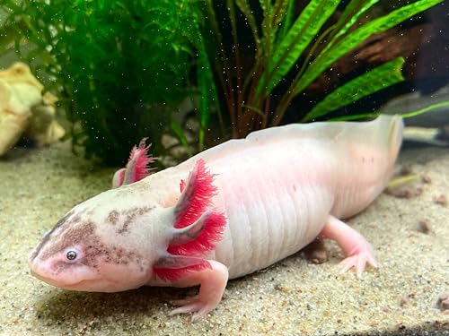 Axolotl Food Soft Moist Sinking Pellets for Axolotls,1/8" 3.2mm Rangen Salmon Sinking Soft Pellets with Squid,Shrimp & Spirulina A4R (6oz) - size: 6 Ounce (Pack of 1)