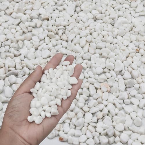 6LB White Succulent & Cactus Gravel Pebbles - 1/4-3/8 Inch Natural Polished River Rocks, Decorative Stones for Plants, Terrariums, Vases, Aquariums & Outdoor Gardening - color: White, size: 6 lb