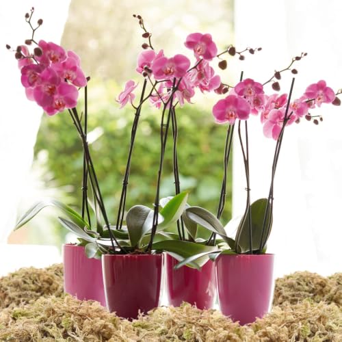 3.3LB Sphagnum Moss for Plants- 60QT Natural Long Fibers Orchid Moss | Moisture Retention & Drainage Balance, Plant Moss for Orchids, Succulents, Carnivorous, Ferns, Reptile Bedding & Terrariums - size: 60 QT(3.3 lb)