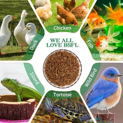 Dried Black Soldier Fly Larvae Treats for Chickens Wild Birds Ducks 20LB | More Calcium Than Mealworms High-Protein Non-GMO Pure Natural - size: 20 Pound (Pack of 1)