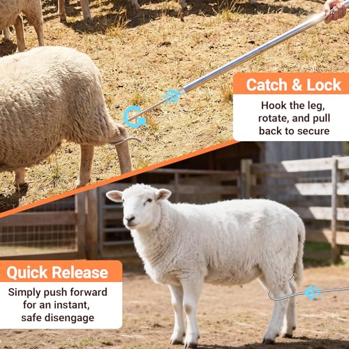 Goat Catcher Hook, Heavy Duty Shepherd Crook, 32-79" Adjustable | 304 Stainless Steel Sheep Leg Hook with Smooth Ball Tip, Livestock Grabber Tool for Ranch Farm, Storage Bag Included