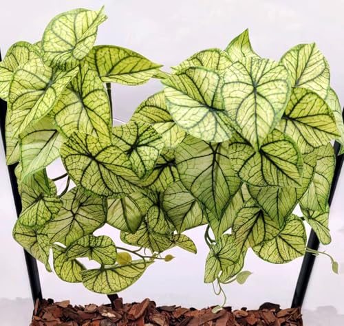 Reptile Plants for Terrarium,Habitat Decor, Hanging Plant with Suction Cup | Crested Gecko Tank plant,Fake Plant for ball python leopard gecko snake enclosure,Artificial Plants -2 Packs(Green Arrowhead) - color: Green Arrowhead