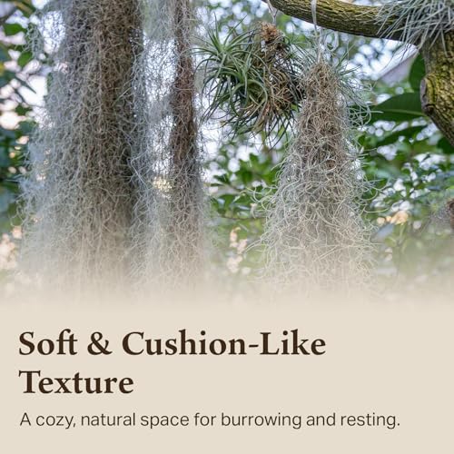 Spanish Moss for Terrarium Habitats, Medium 1-Pack | Preserved Moss for Reptiles, Amphibians & Invertebrates Terrariums, Humidity Control, Soft, Dye-Free, Family Owned, USA Made