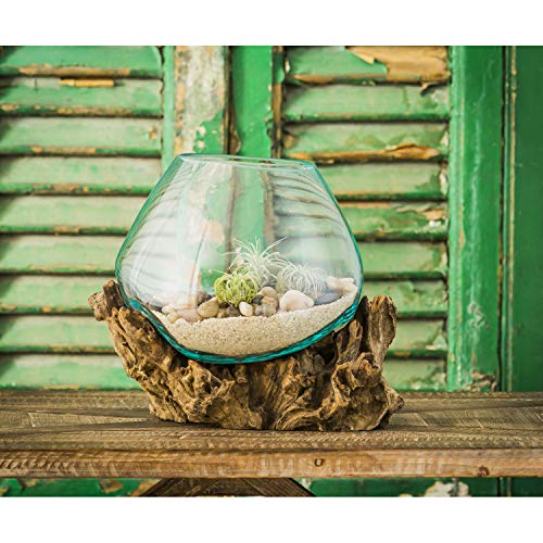 Cape Craftsmen 10" Hand-Blown Blue Tinted Bubble Glass On Natural Teak Driftwood Terrarium Kit | Home Décor Indoor Planter with Stand | Pot for Succulent and Plants - size: Medium (With Stand)