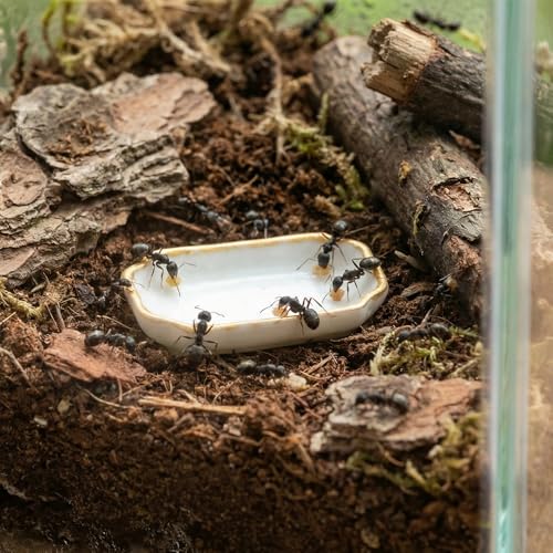 6 Pcs Ant Mini Feeding Dish Cricket Plastic Eating Basin for Ant Scorpion Cricket Snail Crab Manti Millipede Small Insects