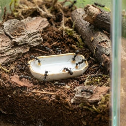 6 Pcs Ant Mini Feeding Dish Cricket Plastic Eating Basin for Ant Scorpion Cricket Snail Crab Manti Millipede Small Insects