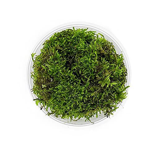 Christmas Moss Live Aquarium Plant - Freshwater Fish Tank Decorations for Natural Aquatic Décor (Large Cup) - color: Christmas - Large Cup, size: 1 Pack
