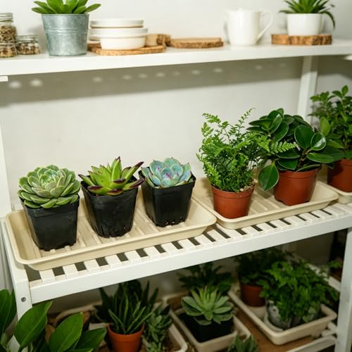 Plant Saucer Tray 6.5 x 13 Inch, Heavy Sturdy Long Narrow Plastic Plant Drainage Tray No Holes, Drip Tray for Pots, Seed Starter Growing Tray, Beige - color: Beige, size: 13" x 6.5" x 1.2" (6pack)