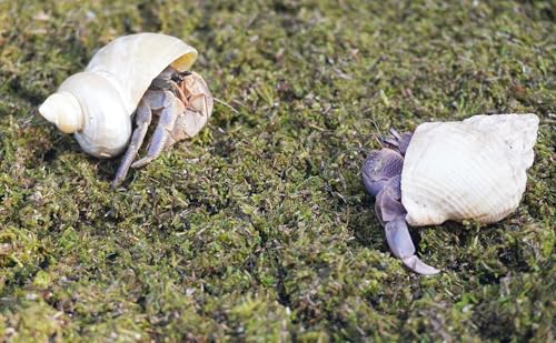 1lb Hermit Crabs Substrate, Ideal for Hermit Crab Supplies for Tank Habitat - size: 1lb