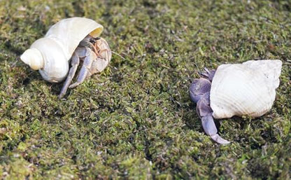 3.5oz Hermit Crabs Substrate, Ideal for Hermit Crab Supplies for Tank Habitat - size: 3.5oz