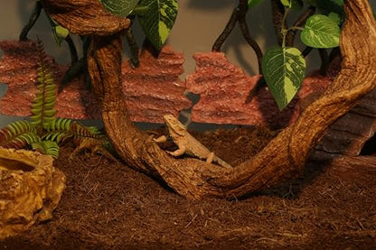 AQUA KT Reptile Twist Climber Vine Bendable Branch for Lizard Snake Bearded Dragon Crested Gecko Climbing Accessory Terrarium Habitat Decoration
