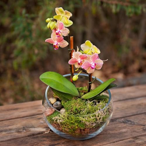 SuperMoss (90421) Terrarium Kit, 8 oz, Forest