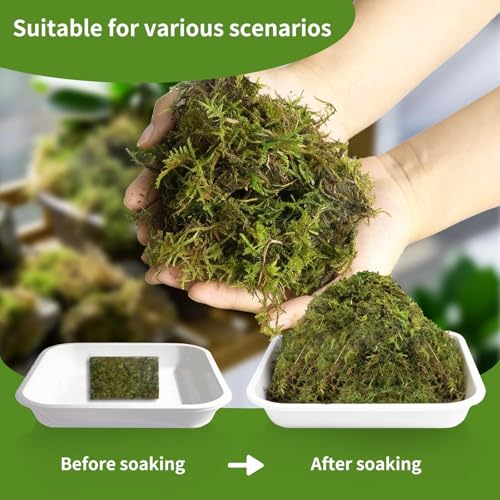 Compressed Sphagnum Moss for Plants & Reptiles (1pc)– Dried Peat Moss, Moisture-Retentive for Indoor Plants, Orchids, Terrariums, Reptile Bedding (100% Natural, Reptile-Safe - size: 1PCS