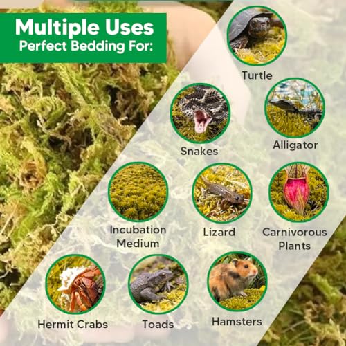 Natural Long Fiber Sphagnum Moss 42QT for Orchid Potting Mix, and Moss Pole for Plants Indoor. Ideal for Propagating Plants, Maintaining Humidity for Reptiles, Isopods in Paludarium, Aquascape (12 OZ) - size: 12 OZ