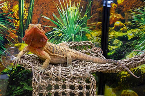 Penn-Plax Reptology Lizard Lounger Corner Triangle with Ladder– 100% Natural Seagrass Fiber – Great for Bearded Dragons, Anoles, Geckos, and Other Reptiles – Large - size: Large