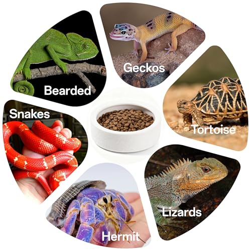 Escape-Proof Reptile Food Dish Bowl, Ceramic Reptile Feeding Dish & Small Animal Bowl for Lizard, Leopard Gecko, Hermit Crab, Hamster, Anti Escape Live Food & Water Dish (3x1in) 2PCS