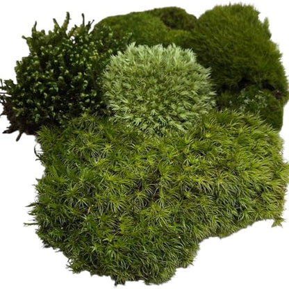 Live Terrarium Moss Assortment