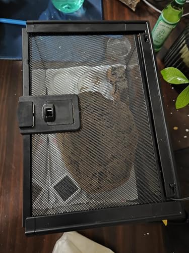 AWXZOM Mini Reptile Glass Terrarium Tank, cage for Tarantula Sling Geckos, Frog, Lizards, Chameleons,Turtles Snake Snail Insect Hermit Crab Isopods Reptiles Enclosure (12x8x6inch) - size: 12x8x6inch