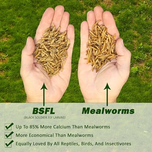Exotic Nutrition 80 LB Bulk Dried Black Soldier Fly Larvae - High-Calcium Insect Treat - Chickens, Wild Birds, Bluebirds - size: 80 Pound (Pack of 1)