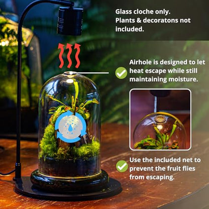 NCYP Glass Dome Cloche with Base and Air Hole - 5.9 x 5.9 x 8.2 Inches Indoor Tabletop Display Terrarium for Venus Flytrap - Home Modern Decoration, Clear (No Plants)