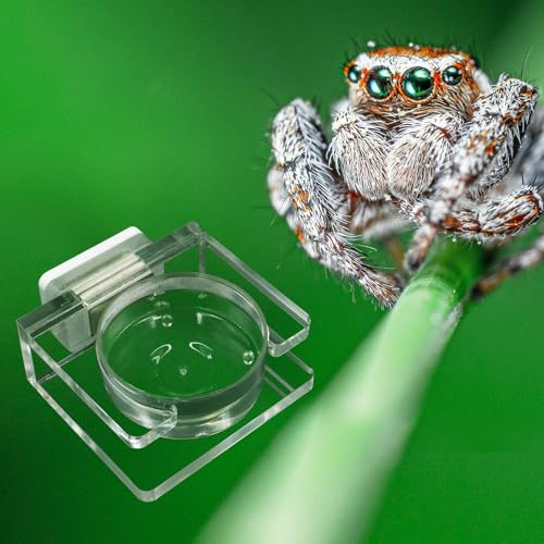 2 Pack Jumping Spider Feeding Dish - Transparent Acrylic Magnetic Tarantula Food Bowl and Water Dish - Enclosure Accessories for Small Spiders - size: 2 Pack