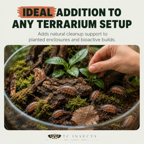 10 Porcellio scaber Lava | Live Isopods Bioactive Cleanup Crew | Live Arrival Nationwide!