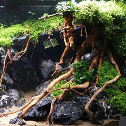 Natural Driftwood Root Trunk Tree Aquarium Decor, 10-30 CM | Randomly Bundled, Fish Tanks, Terrariums, Aquascaping & Planted Tanks