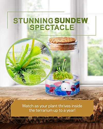Sundew Terrarium - 100% Self Sustaining Drosera spatulata in Maintenance Free Glass Jar with Unique Terra Gel, Fast and Healthy Plant Growth for Kids and Adults
