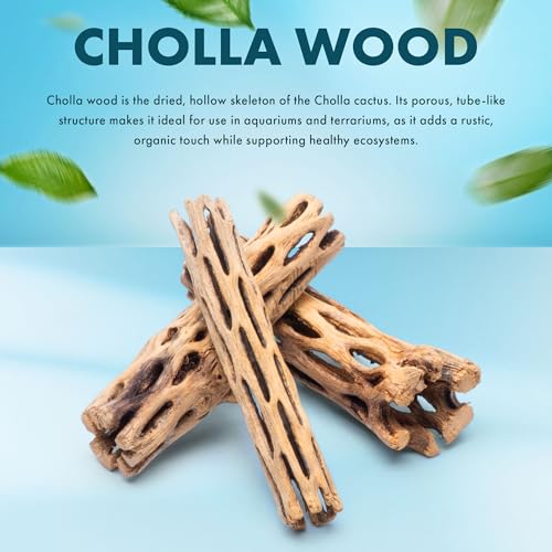 Natural Cholla Wood - Driftwood for Aquariums, Air Plant Base, Hermit Crab and Freshwater Shrimp Hideout, Fish Tank Decoration, Chinchilla Chews, Reptile Habitat Wood - 6 Inch, 2pc - size: 6 inch (Pack of 2)