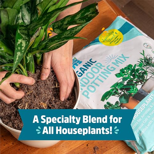 Back to the Roots 100% Organic Indoor Potting Mix (6 Quart), Promotes Healthy Houseplant Growth, Made in The USA - size: 6 Quart, style: Indoor Soil