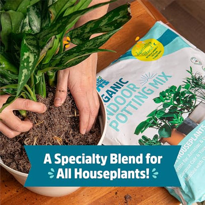 Back to the Roots 100% Organic Indoor Potting Mix (6 Quart), Promotes Healthy Houseplant Growth, Made in The USA - size: 6 Quart, style: Indoor Soil