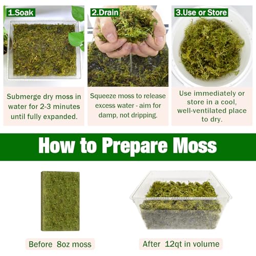 Natural Sphagnum Moss, 8 oz Orchid Moss for Repotting Houseplants | For Orchids, Succulents, Potted Indoor Plants Natural Sphagnum Retains Moisture, Improves Soil Aeration, Reduces Root Rot - size: 8 OZ