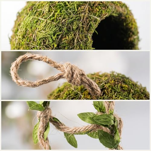 Reptile Hide with Hanging Climbing Ladder – Handmade Crested Gecko Tank Accessories, Hide for Crested Gecko, Hermit Crab, and Small Reptiles