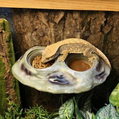 Tfwadmx Magnetic Reptile Feeder Ledge, Gecko Feeder Ledge with 4 Cups Reptile Feeding Bowl Terrarium Accessories for Geckos Lizards Chameleons Frog (White) - color: White