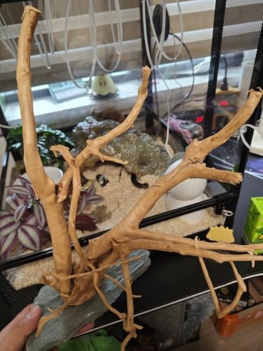 AWXZOM Natural Large Spider Wood Driftwood for Aquarium, Terrarium, Vivarium, and Reptile, Aquarium Décor, Reptile Tank, Aquarium décor Wood Aquascaping Wood for Reptile Enclosure (9-14inch)