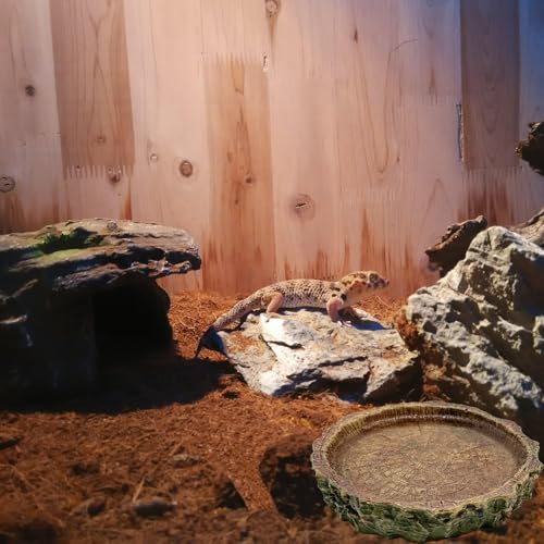 2 Pack Reptile Food Bowls, Reptile Feeding Terrarium Bowls for Bearded Dragon Lizard Frog Gecko Tortoise Hermit Crab Snail (Brown A) - color: Brown - 2 Pack M Round Bowls