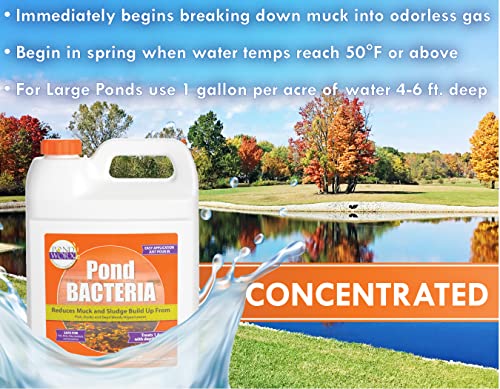 PondWorx Pond Bacteria - Formulated for Large Ponds, Water Features and Safe for Koi - Gallon - size: 1 Gallon (128oz)