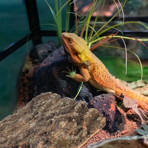 DOITOOL 2 PCS Natural Cork Bark Background, 11.8" x 7.9" Reptile Tree Bark Reptile Hides for Tank Backdrop Climbing Wall Terrarium Decor Accessories for Bearded Dragon Lizard Geckos Tortoise
