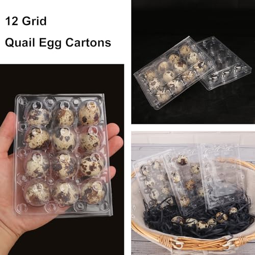 200 Pack Quail Egg Cartons, Clear Plastic Quail Egg Trays, Holds up to 12 Quail Eggs Securely - Your Ultimate Small Eggs Carton Holders for Bulk Storage and Display - size: 12 Grids