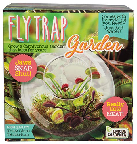 Carnivorous Fly Trap Glass Terrarium Garden Kit by Unique Gardener, Plant Terrarium Starter Supplies for Indoor Gardening - Watch Jaws Snap Shut - Easy & Fun Flytrap Planting Lasts for Years! - style: Venus Flytrap
