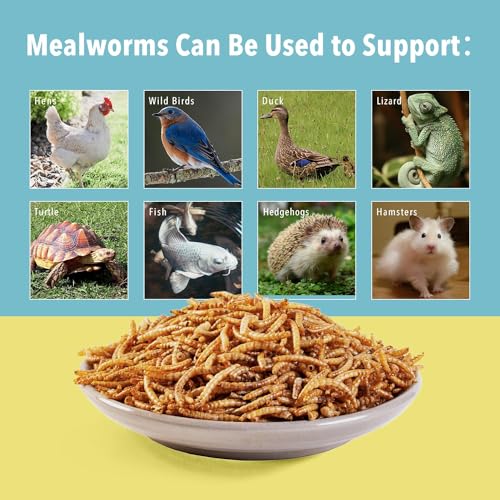 WormsFarm 10lb Dried Mealworms for Wild Birds Chickens Feed for Laying Hens,Ducks,Reptiles | Treats for laying hens,blue birds - size: 10 Pound (Pack of 1)