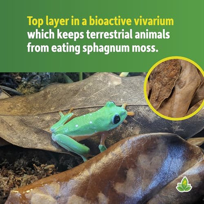 Josh's Frogs Large Jackfruit Leaf Litter, 10 Count | Aquarium & Terrarium Decoration, Pet Enclosure, 0.009kg