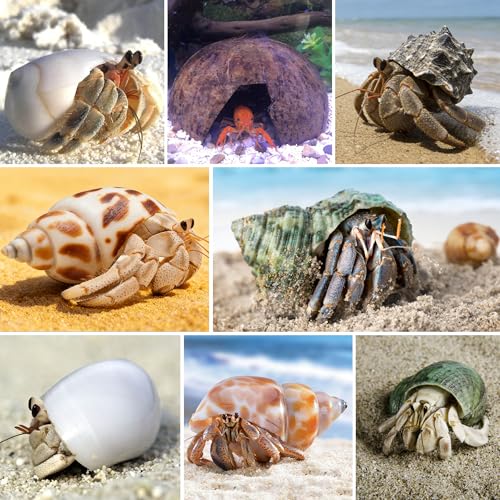 SINKOO Hermit Crab Shells Natural Coconut Shell Hut Artificial Plants 19 PCS Decoration Supplies House Tank | Coconut Shell Hut Artificial Plants Decoration Supplies House Tank
