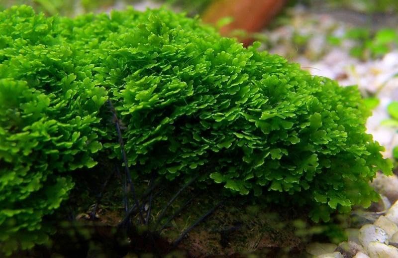 Live Aquarium Plants on Driftwood, Lava Rock, Moss, Fiber Mat - Freshwater Fish Tanks - Easy, Beginner Friendly (Mini Pellia on Stainless Steel Mesh, (1 Pack)) - color: Mini Pellia - Stainless Steel, size: 1 Pack