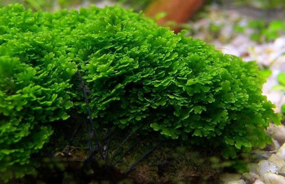 Live Aquarium Plants on Driftwood, Lava Rock, Moss, Fiber Mat - Freshwater Fish Tanks - Easy, Beginner Friendly (Mini Pellia on Stainless Steel Mesh, (1 Pack)) - color: Mini Pellia - Stainless Steel, size: 1 Pack