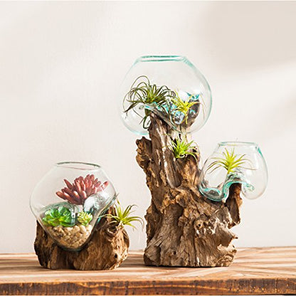 Cape Craftsmen 12" Hand-Blown Blue Tinted Bubble Glass On Natural Teak Driftwood Terrarium Kit | Home Décor Indoor Planter with Stand | Pot for Succulent and Plants - size: Large (With Stand)