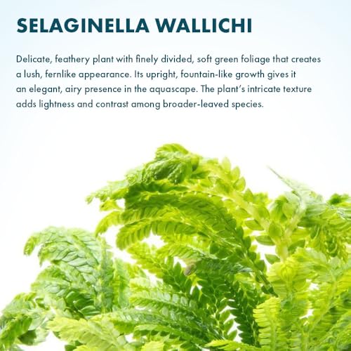 Live Terrarium Plants - Spikey Moss for Terrariums, Paludariums - Easy, Beginner Friendly (Selaginella Wallichi) - color: Selaginella Wallichi, size: Pot